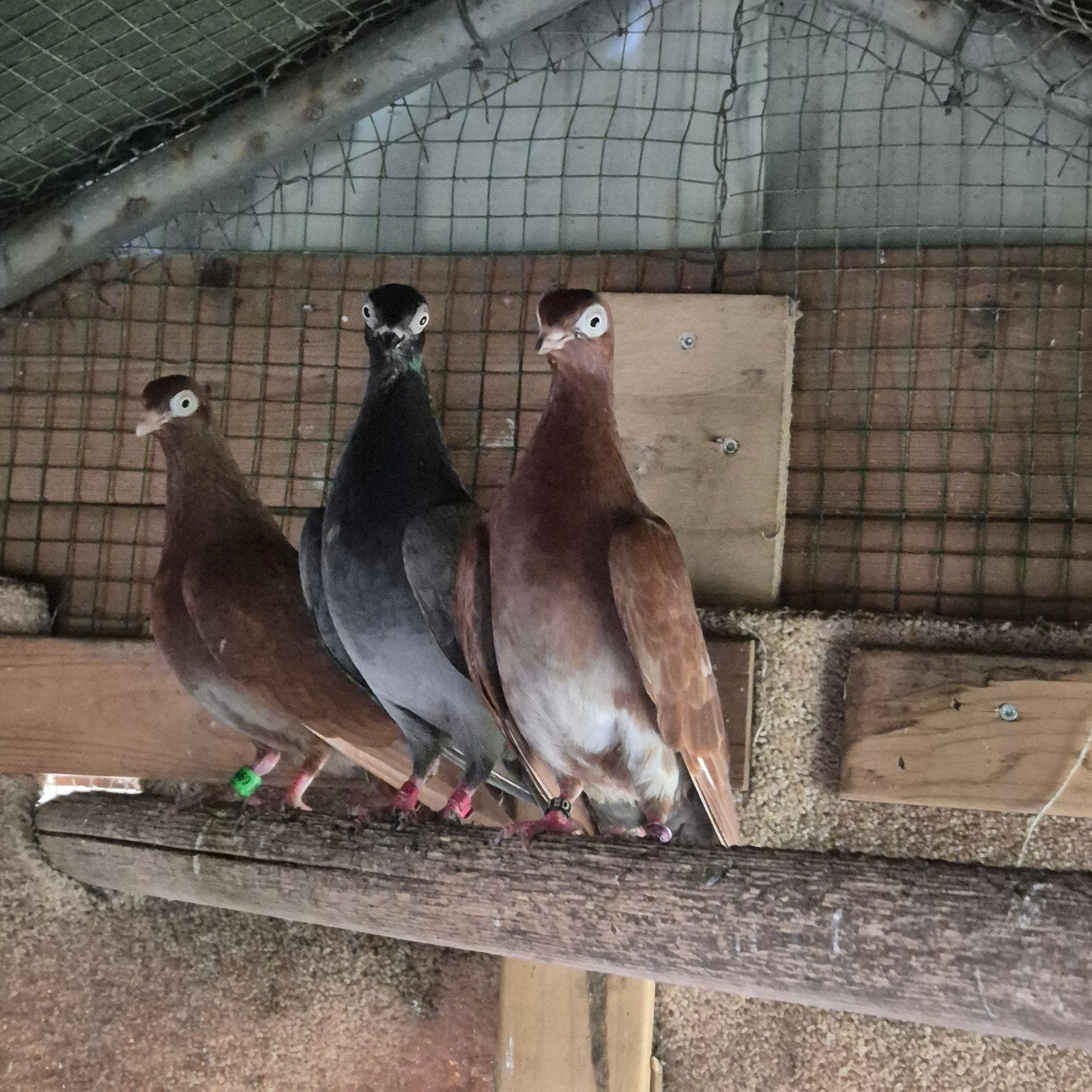 Erlauers rode, Dieren en Toebehoren, Meerdere dieren, Overige soorten