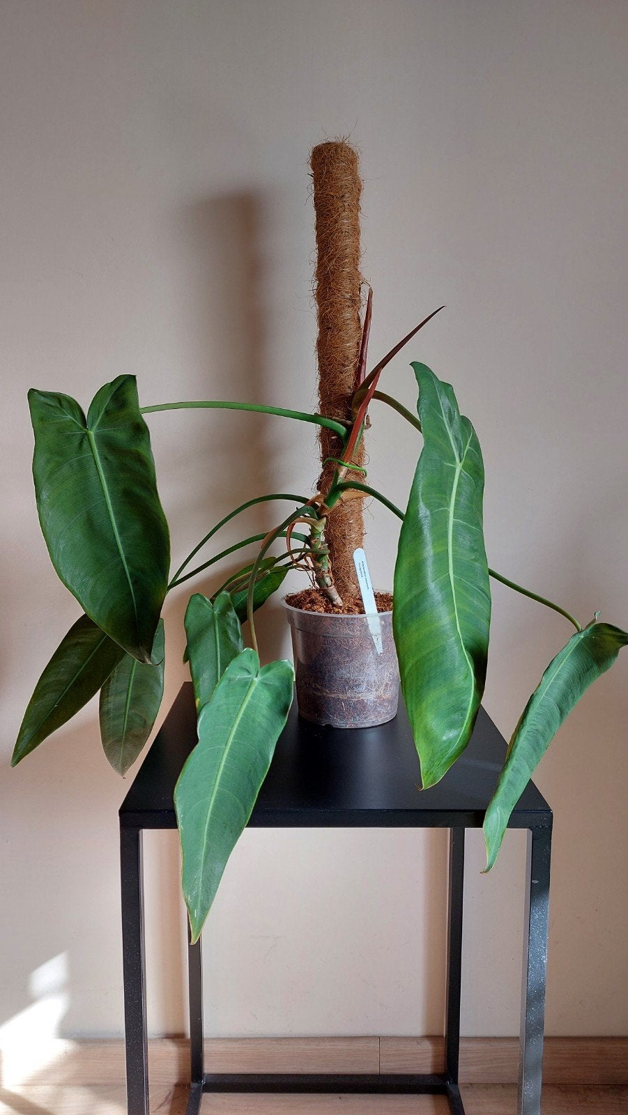 Philodendron maximum 'Ecuagenera', Ophalen, Overige soorten, Halfschaduw, In pot