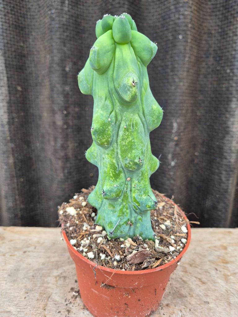 Boobiecactus XL p10 (3), Ophalen of Verzenden, Cactus, Volle zon, Minder dan 100 cm