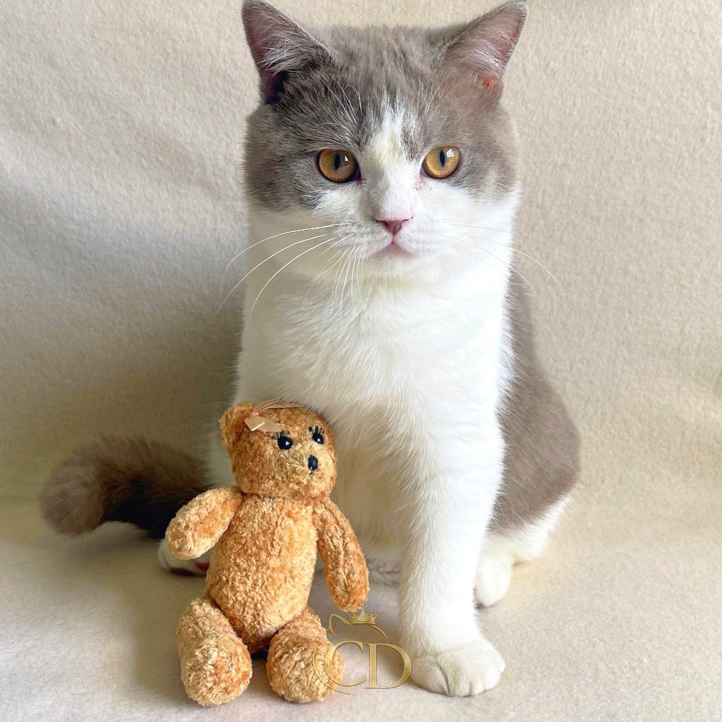 Britse Korthaar kater met stamboom, Dieren en Toebehoren, Katten en Kittens | Raskatten | Korthaar, Kater, Met stamboom, 0 tot 2 jaar