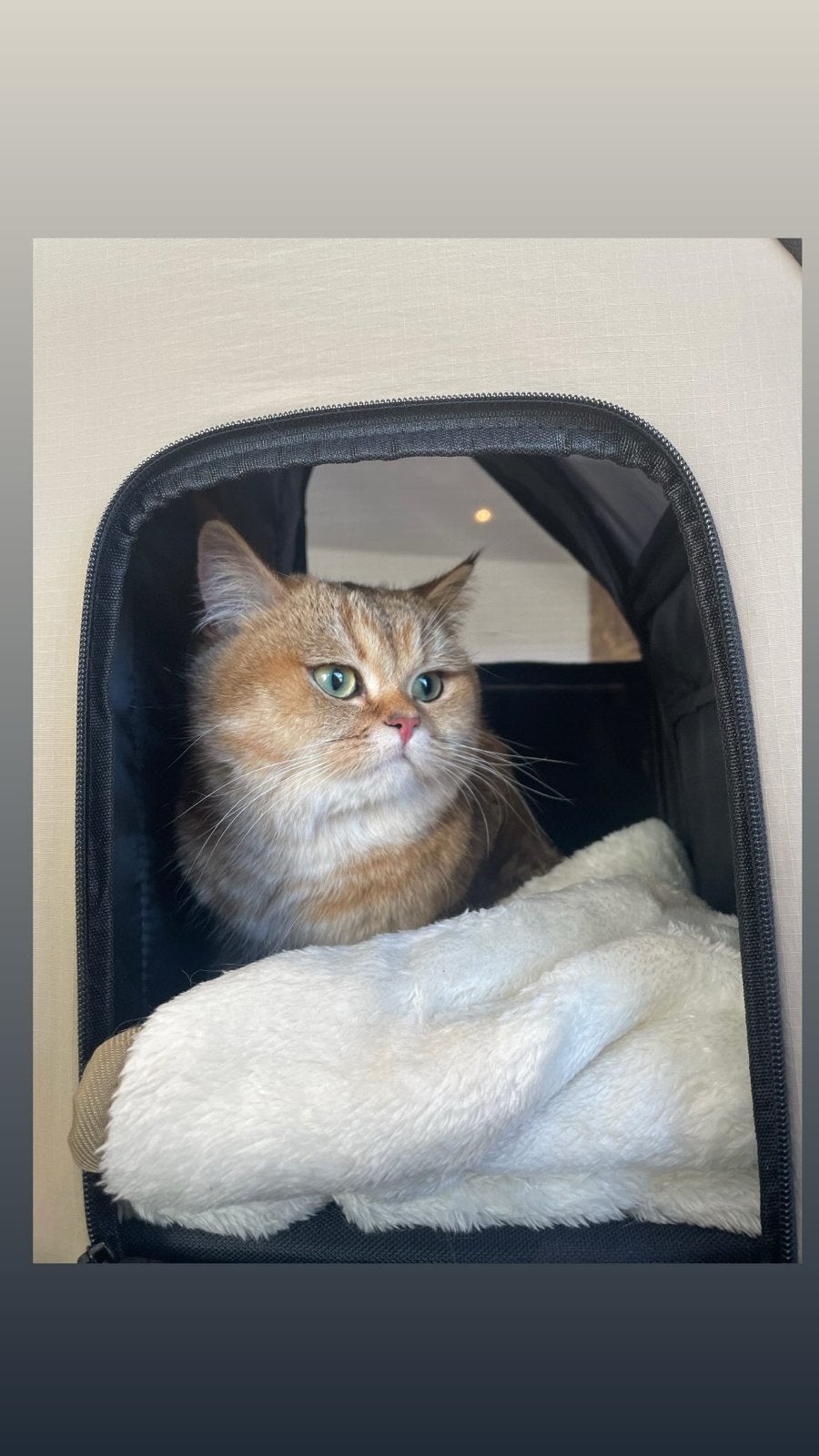 Katten- Hondenoppas Amsterdam, Ophalen