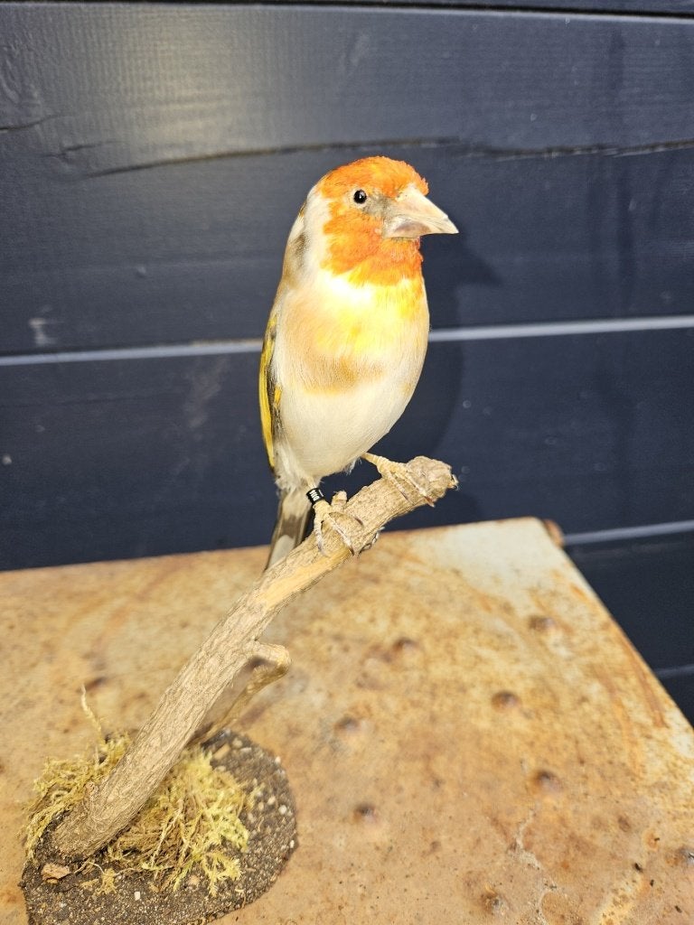 Prachtige nieuw opgezette major Putter, Ophalen of Verzenden, Nieuw, Vogel, Opgezet dier