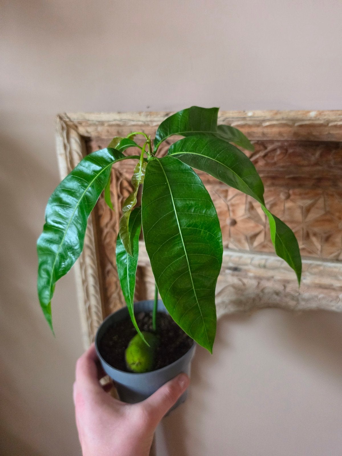Mango boompje, Ophalen, Halfschaduw, Minder dan 100 cm