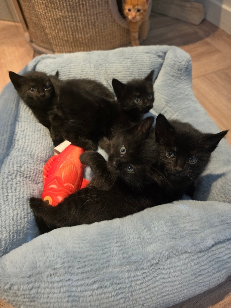 Kittens te koop, Dieren en Toebehoren, Katten en Kittens | Raskatten | Korthaar, Meerdere dieren, Ontwormd, 0 tot 2 jaar
