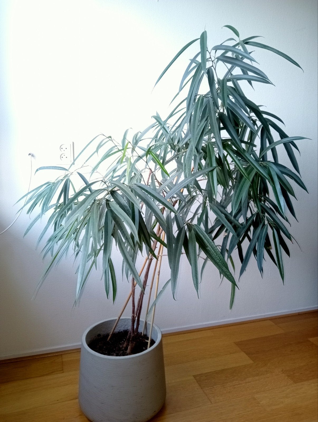 Ficus Alii (Ficus Binnendijkii) 140 cm met sierpot, Ophalen, Ficus, 100 tot 150 cm, Halfschaduw