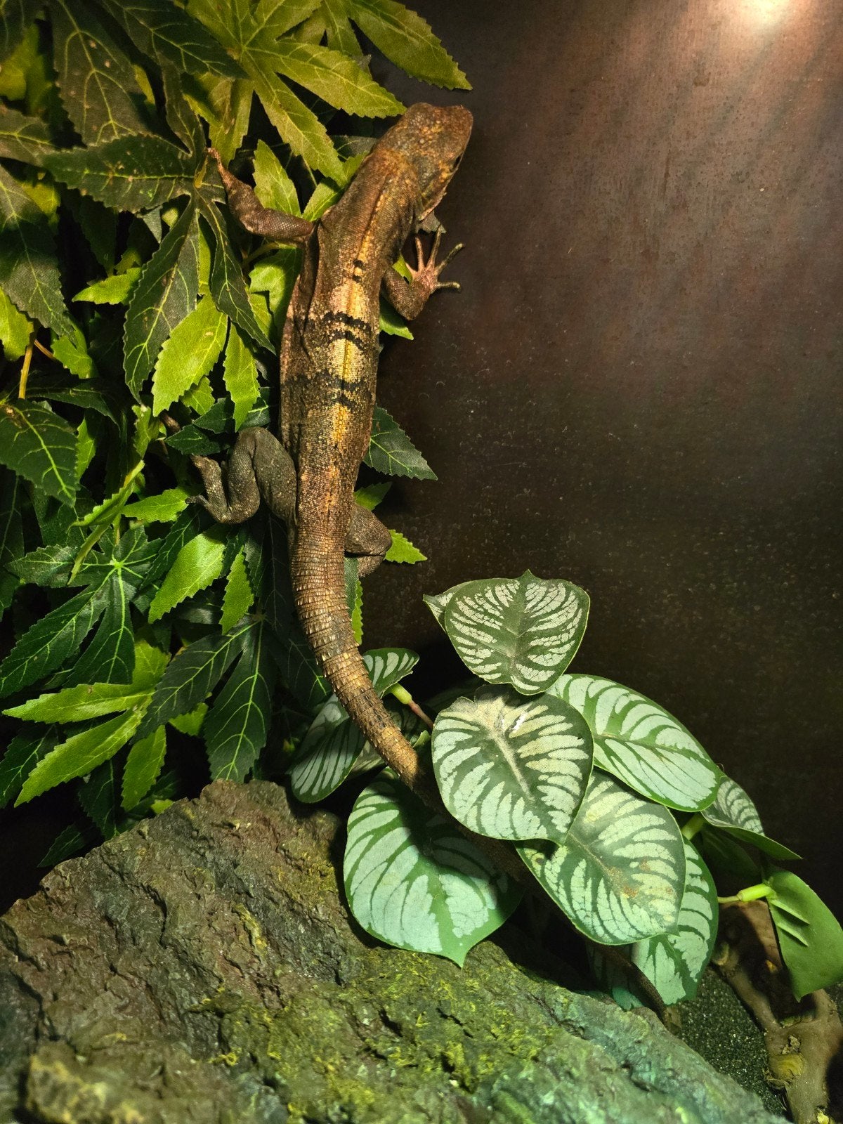 Prachtig koppel zwarte leguanen (Ctenosaura similis), 0 tot 2 jaar