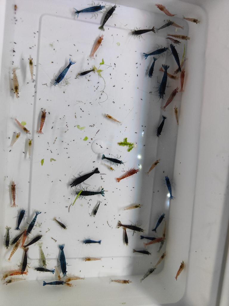 Uitgeselecteerde garnalen mix ( neo caridina), Kreeft, Krab of Garnaal, Zoetwatervis