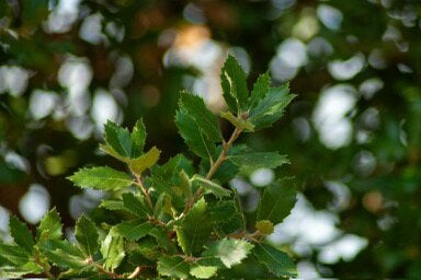 Quercus Ilex Cilindervorm (Steeneik), Ophalen of Verzenden, Zomer, Volle zon, Overige soorten