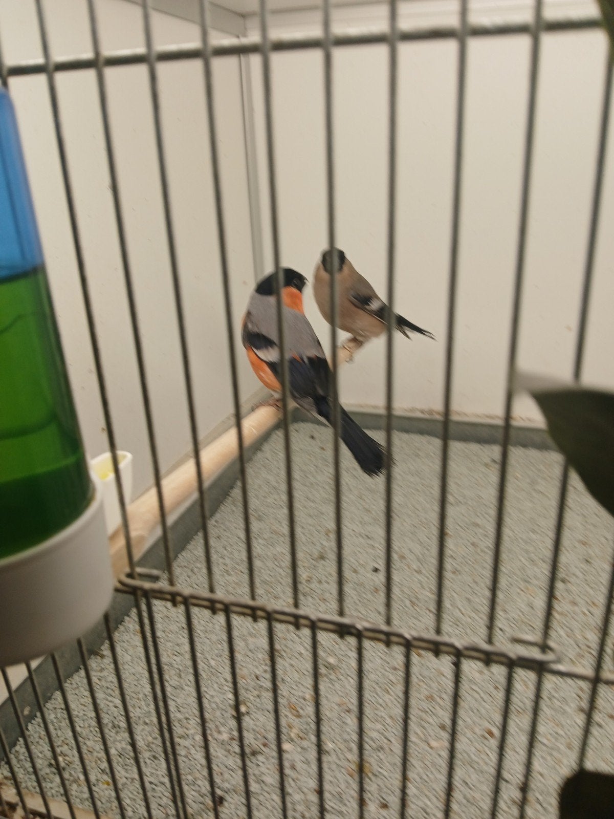 Noorse goudvinken Kleine goudvinken Europese sijssen, Mannelijk, Wildzangvogel