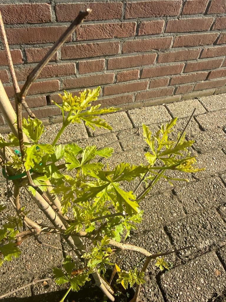 Wingerd - Mooie klimplant die insecten aantrekt, Ophalen of Verzenden, Overige soorten