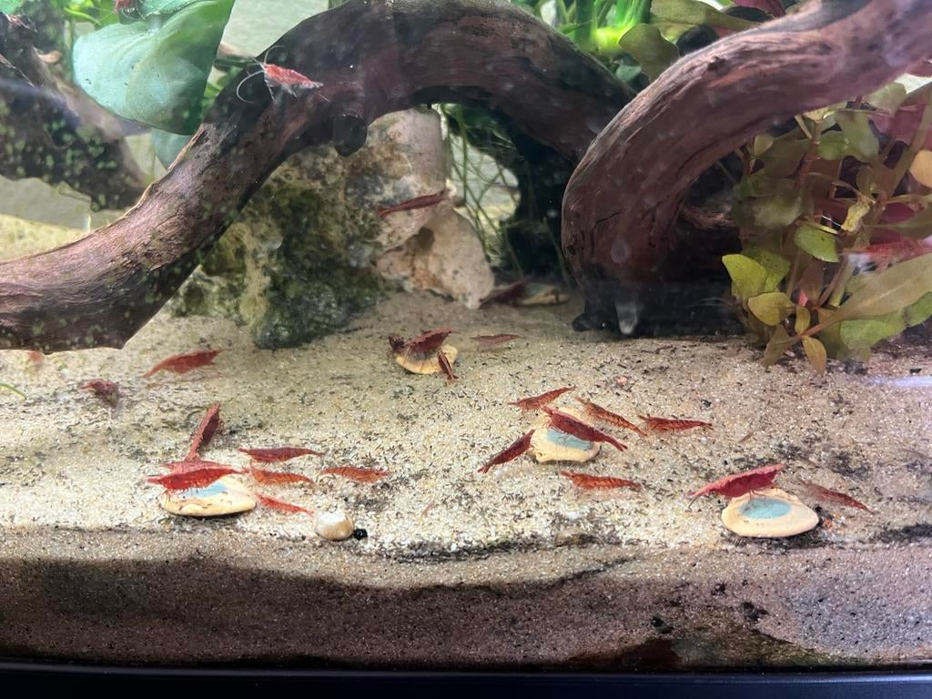Rode garnalen, Dieren en Toebehoren, Vissen | Aquariumvissen, Kreeft, Krab of Garnaal