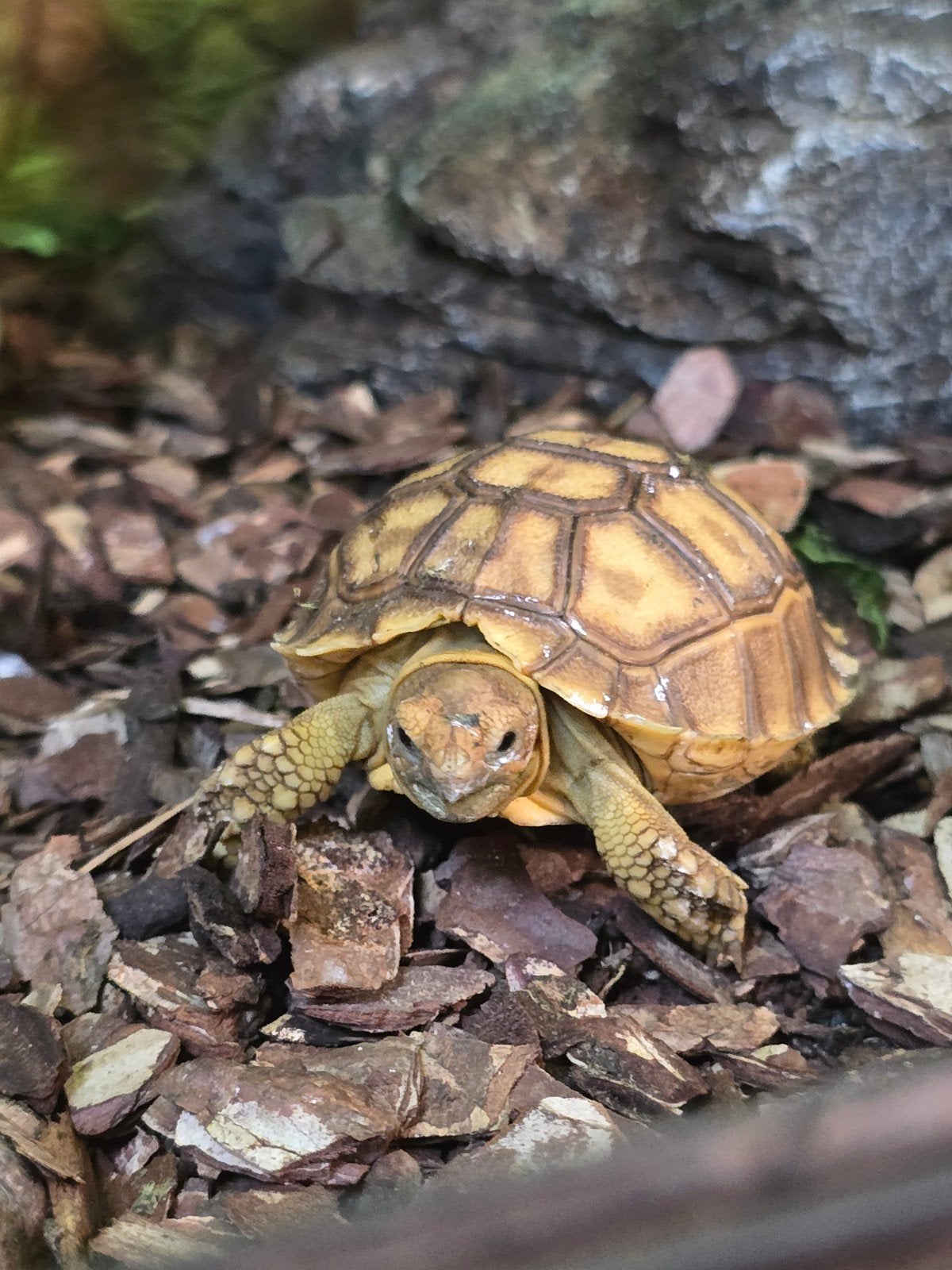 Nakweek sporenschildpadden - Centrochelys Sulcata, Hagedis, 0 tot 2 jaar