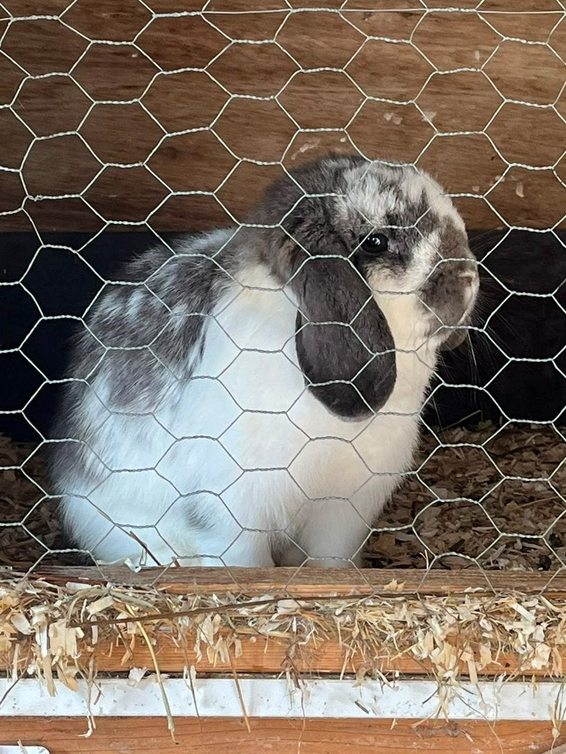 Knappe minilop voedster 🩷, Dieren en Toebehoren, Konijnen, Vrouwelijk, Dwerg, Hangoor, 0 tot 2 jaar