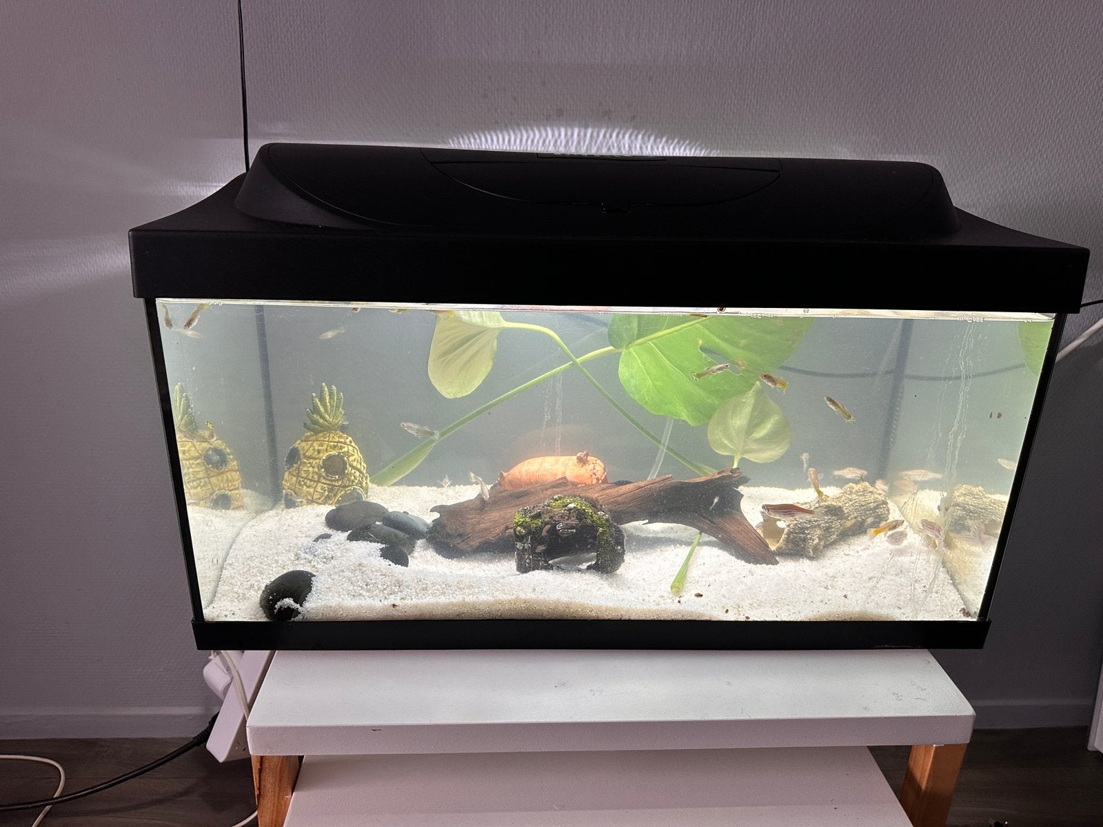 Aquarium 60/30/30, Ophalen, Zo goed als nieuw