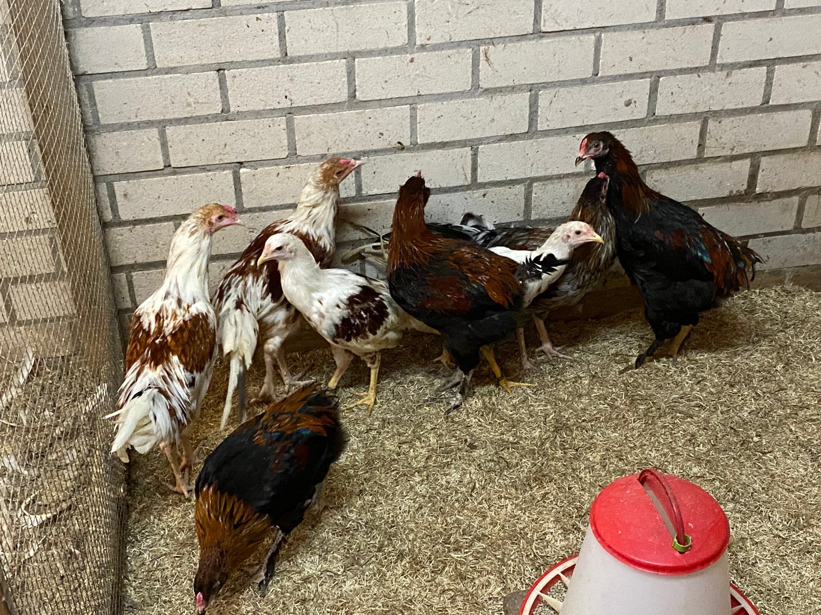 Groenleggers, Dieren en Toebehoren, Mannelijk, Kip