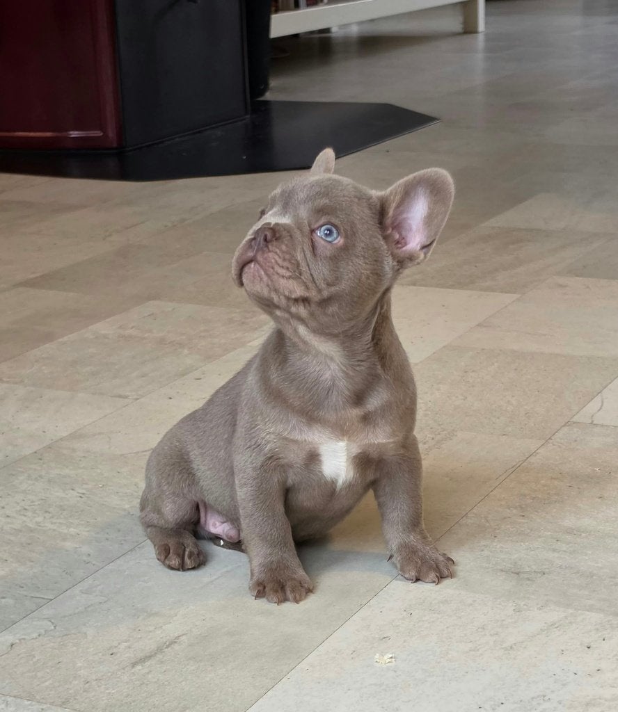 Franse bulldog, Dieren en Toebehoren, Reu, 8 tot 15 weken, Bulldog, Meerdere