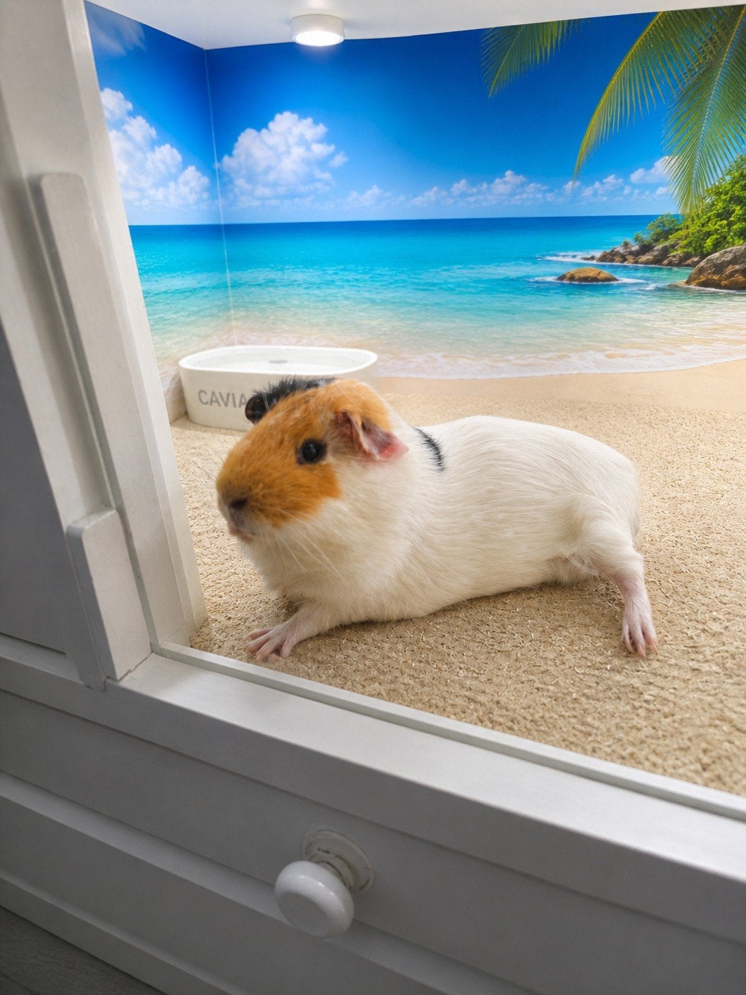 Cavia zeugje, Dieren en Toebehoren, Knaagdieren, Cavia, Vrouwelijk, Tam, September