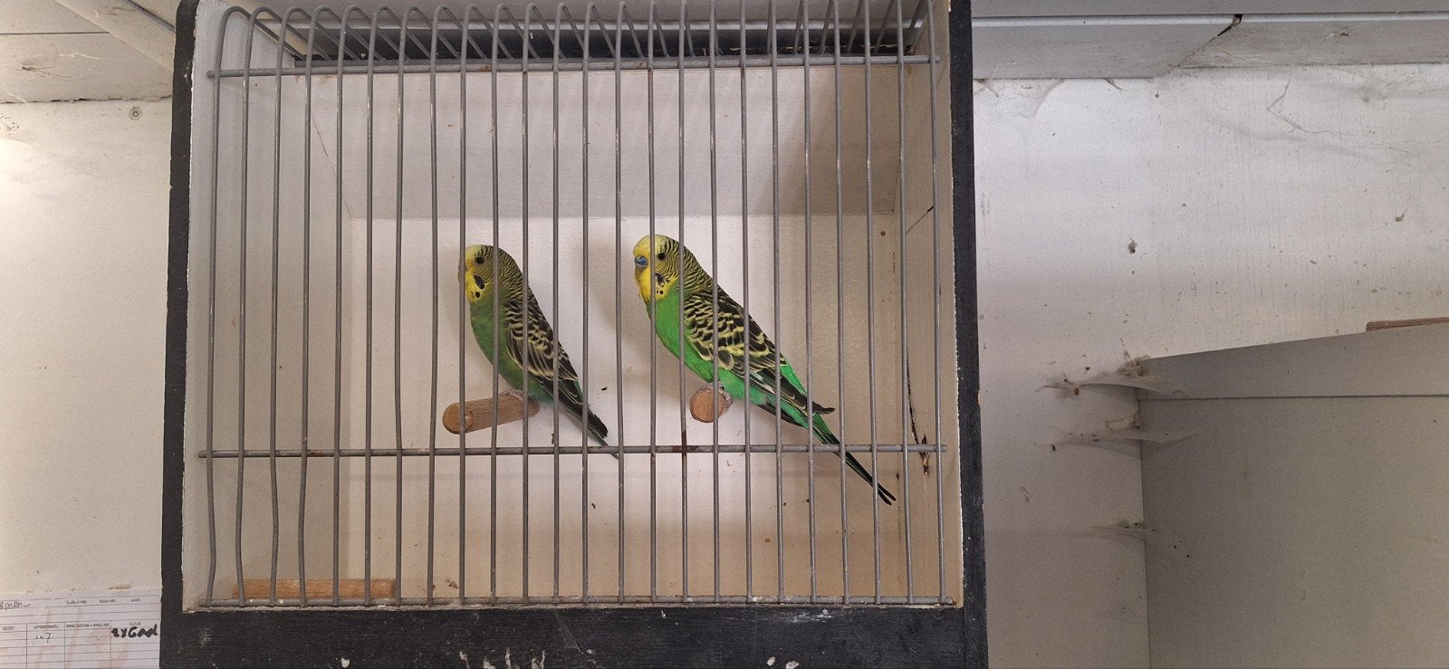 koppel grasparkieten, Meerdere dieren, Parkiet