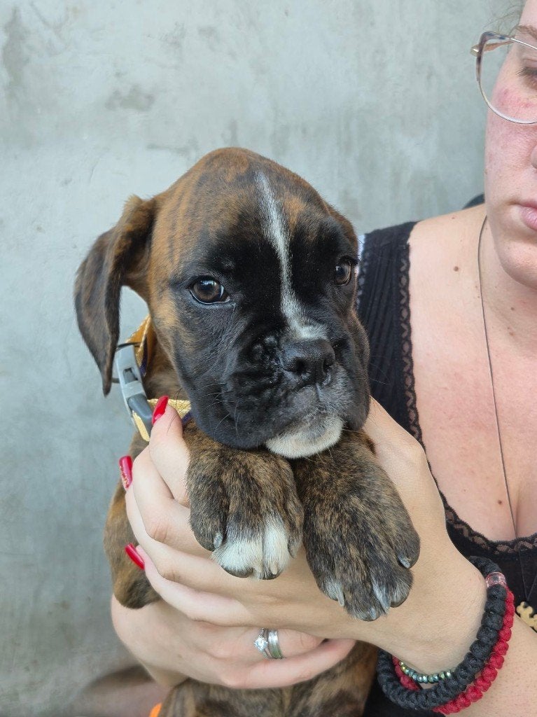 Boxer Puppy MEISJE, Overige rassen, 8 tot 15 weken, Meerdere, Meerdere dieren