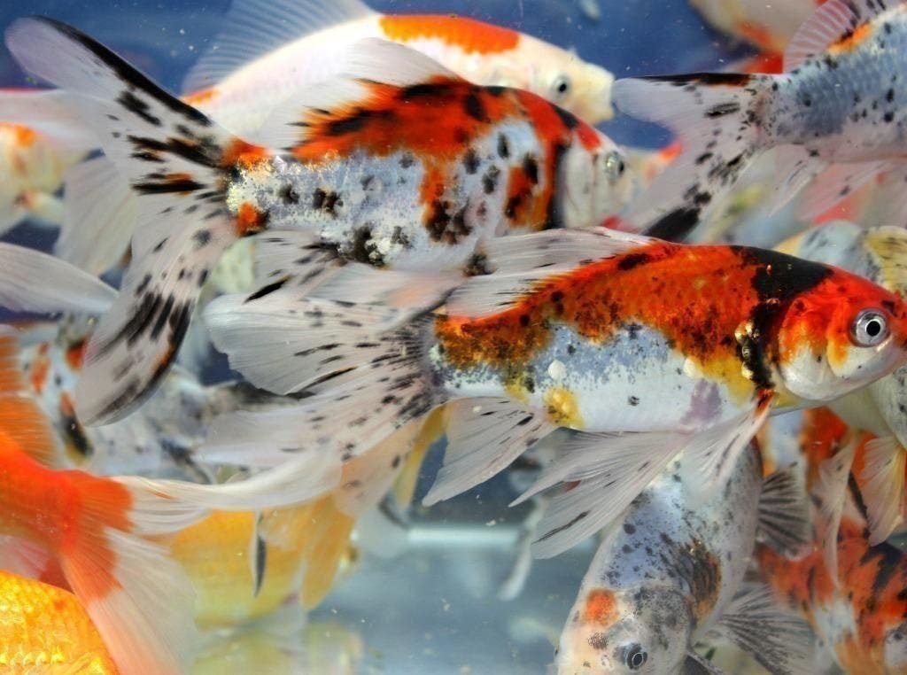 vijvervissen, Goudvis, Shubinkin, Zeelt, Graskarpers, Steur, Karper of Koi