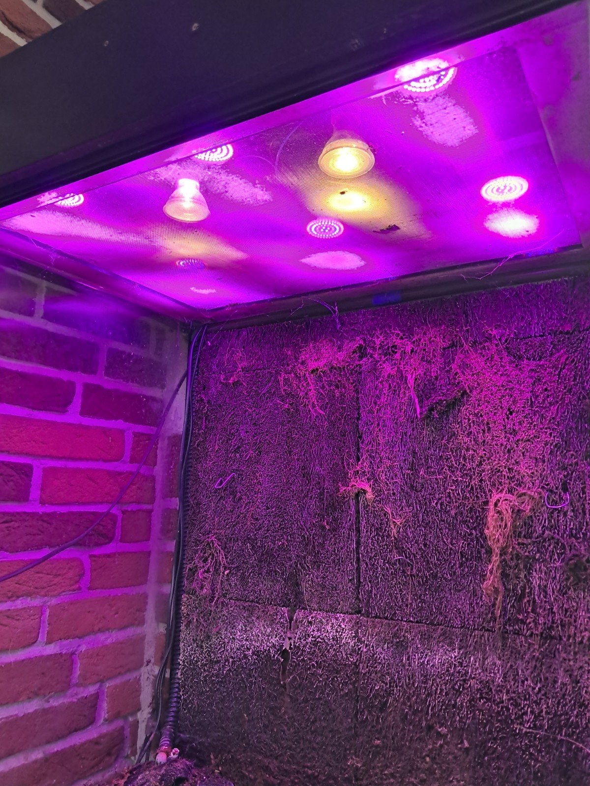 Paludarium, Dieren en Toebehoren, Reptielen en Amfibieën | Toebehoren, Ophalen