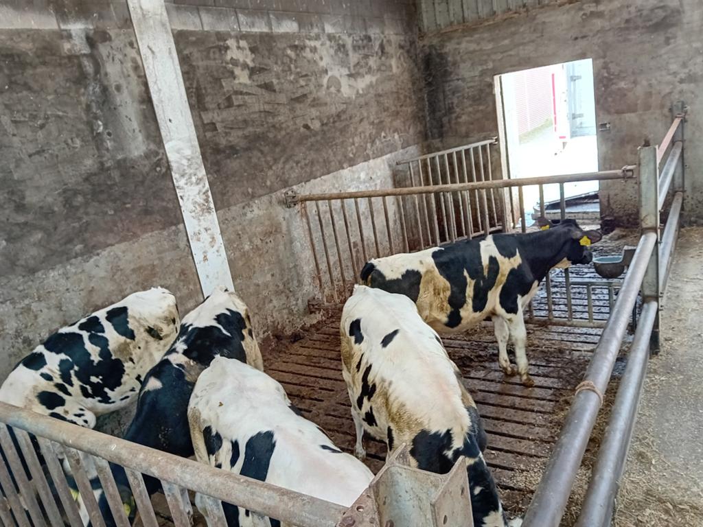 HF stamboek kalveren/pinken. (VERKOCHT), Dieren en Toebehoren, Runderen
