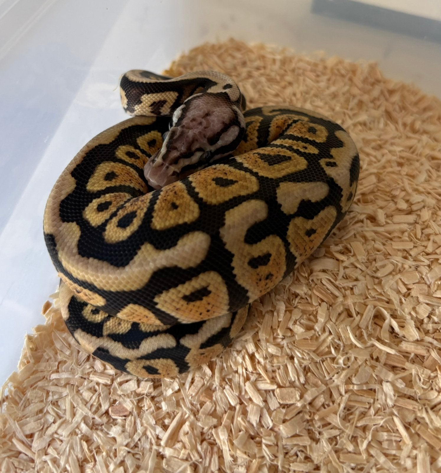 Spotnose Pastel dh DG Clown vrouw koningspython ballpython Ball Python photo 2