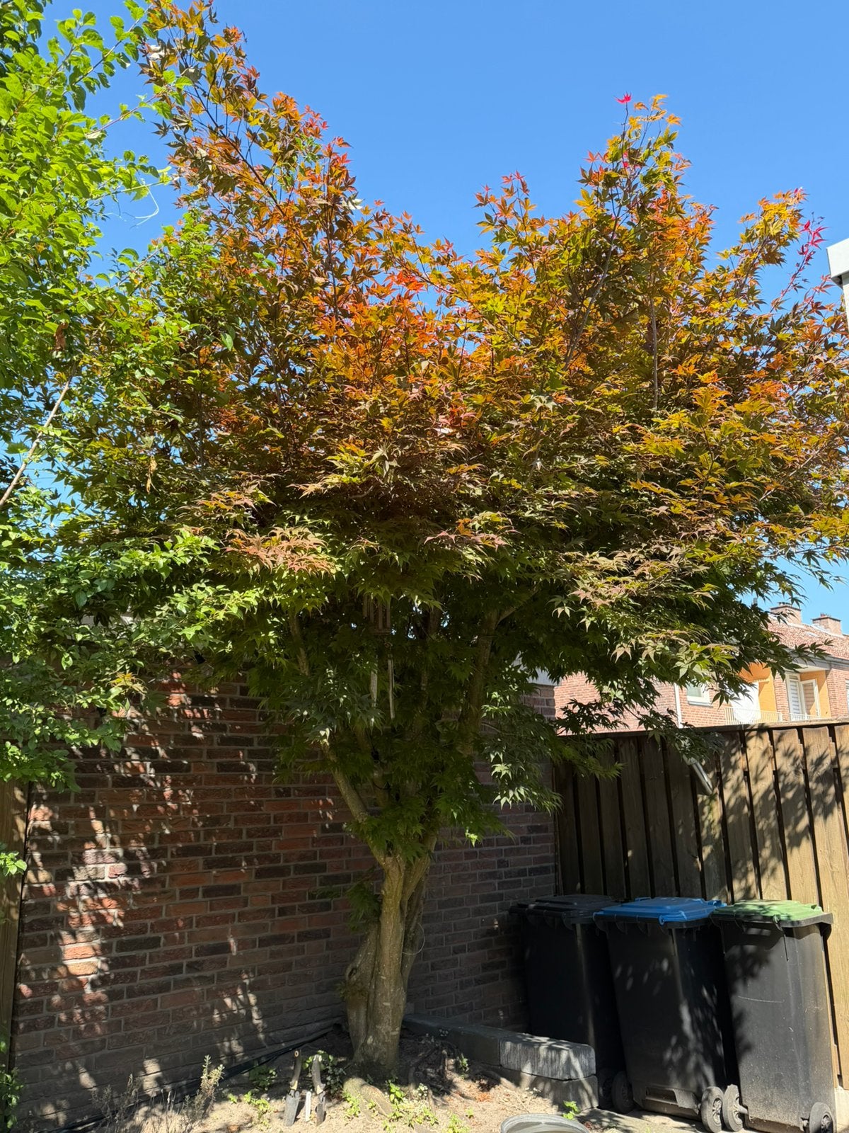 Japanse Esdoorn, Tuin en Terras, Planten | Bomen, Ophalen, Halfschaduw, Overige soorten, Lente