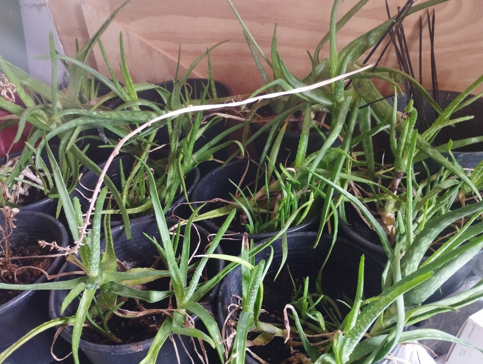 Aloë Vera planten - Vers en gezond, Volle zon, Vaste plant, Bloeit niet, Ophalen