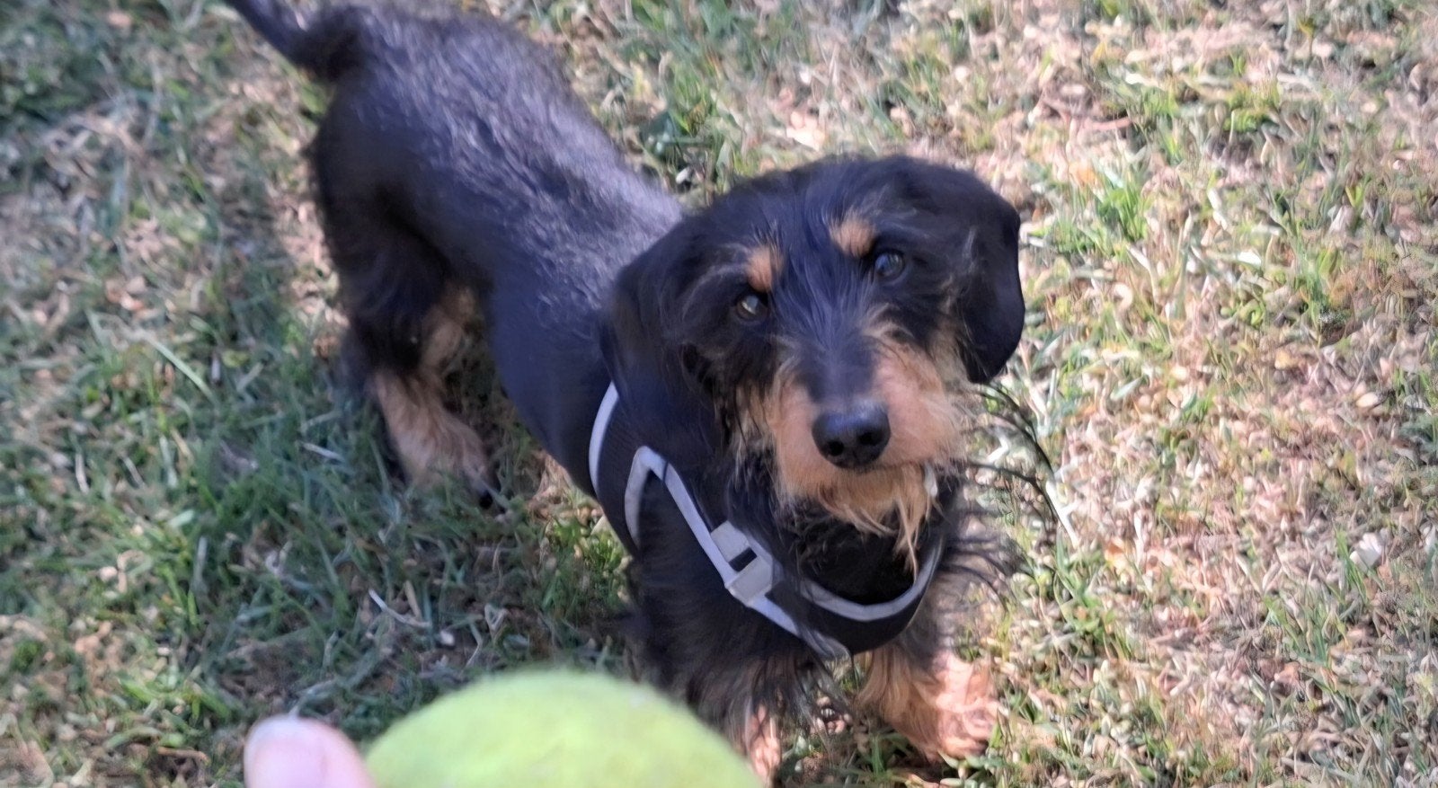 Dekreu ruwharige teckel dwerg, Reu, 1 tot 2 jaar, Parvo, Eén hond