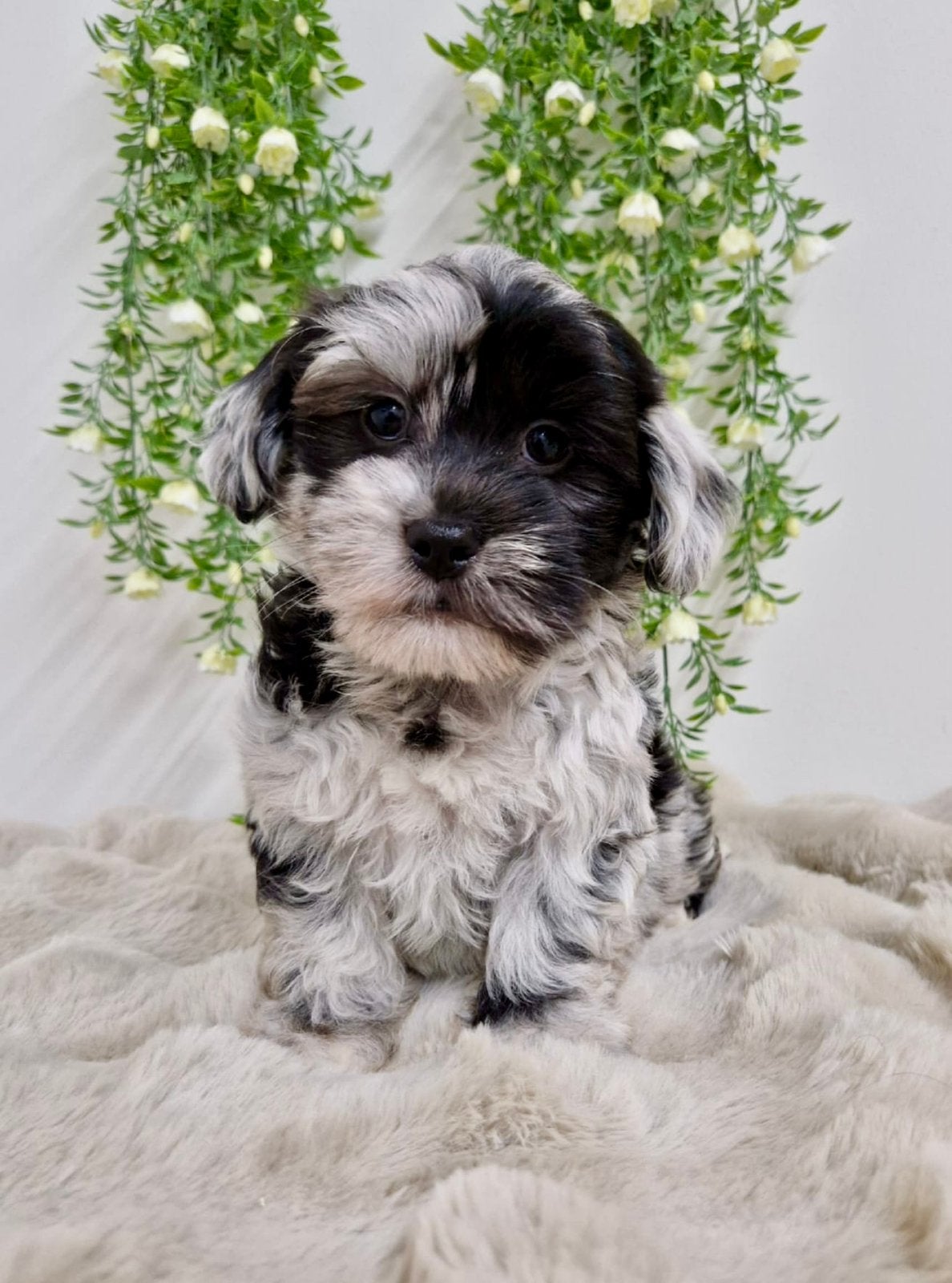 Prachtige boomer pups, Dieren en Toebehoren, Parvo, Nederland, 8 tot 15 weken, Meerdere