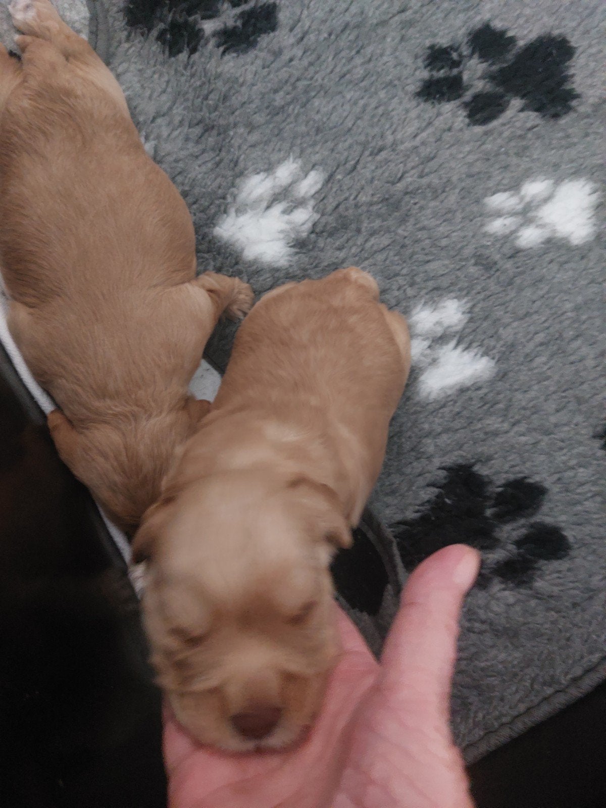 labradoodle x cockapoo pups nog 2 teefjes beschikbaar, Dieren en Toebehoren, Honden | Retrievers, Spaniëls en Waterhonden, Overige rassen