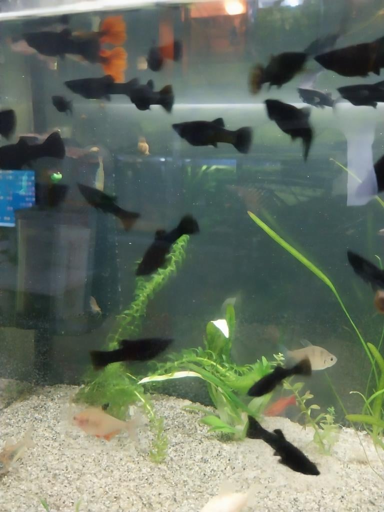 Black molly's, Dieren en Toebehoren, Vis