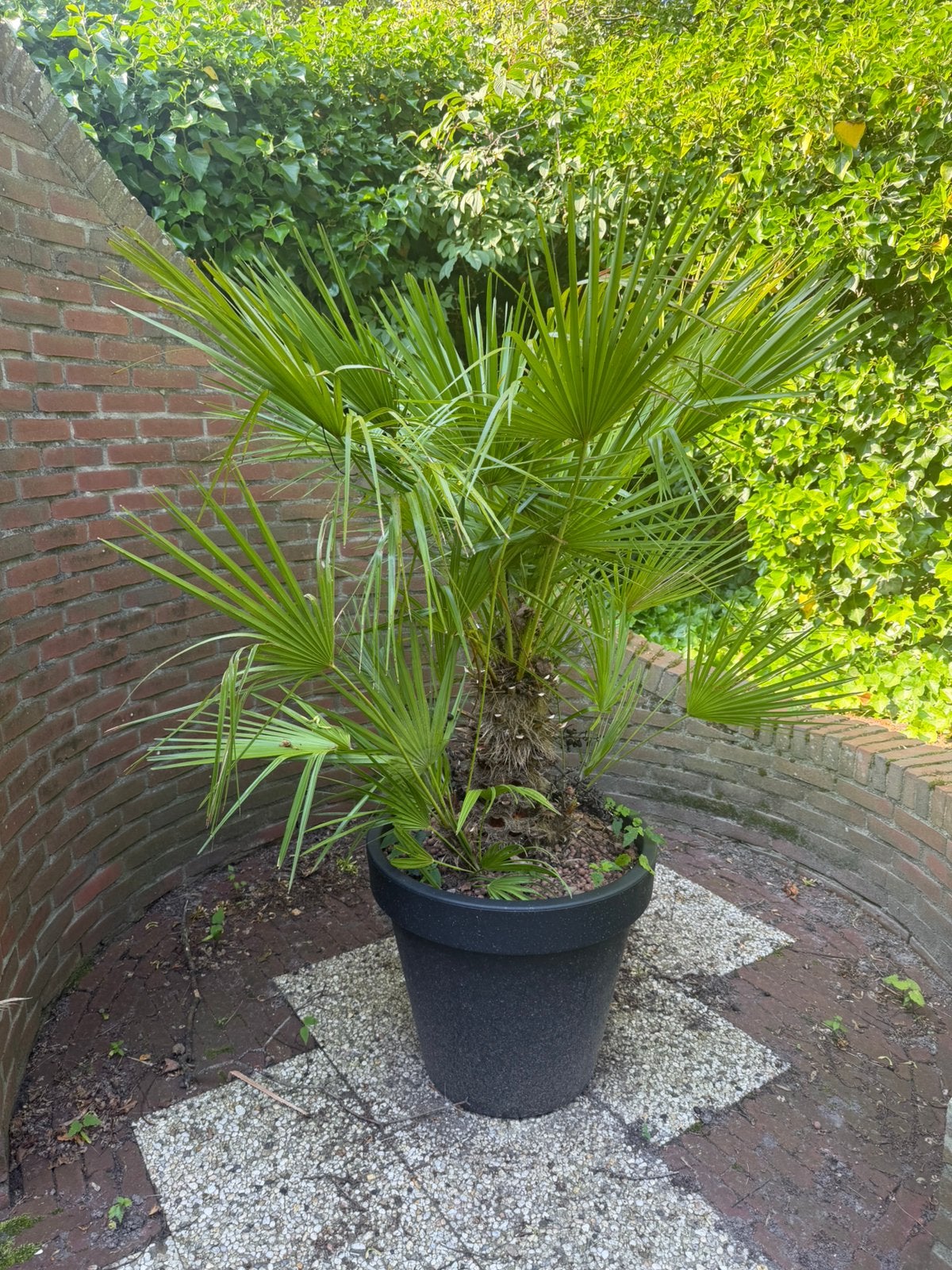 Palmboom in pot, Ophalen, Bloeit niet, Overige soorten, Volle zon