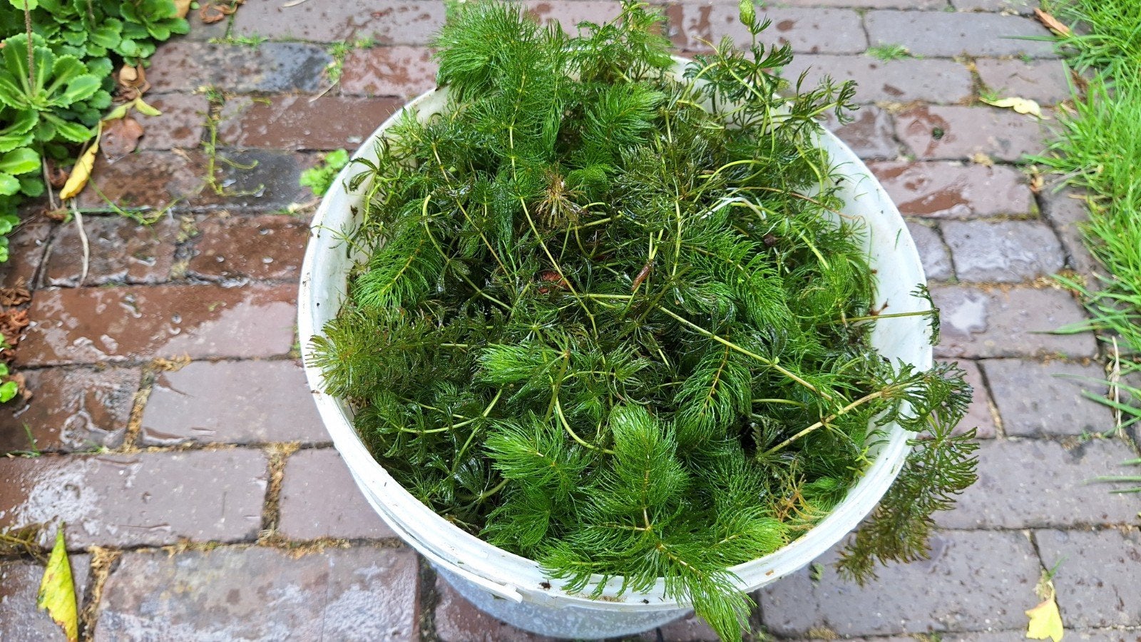 Hoornblad, Tuin en Terras, Vijvers, Ophalen, Nieuw