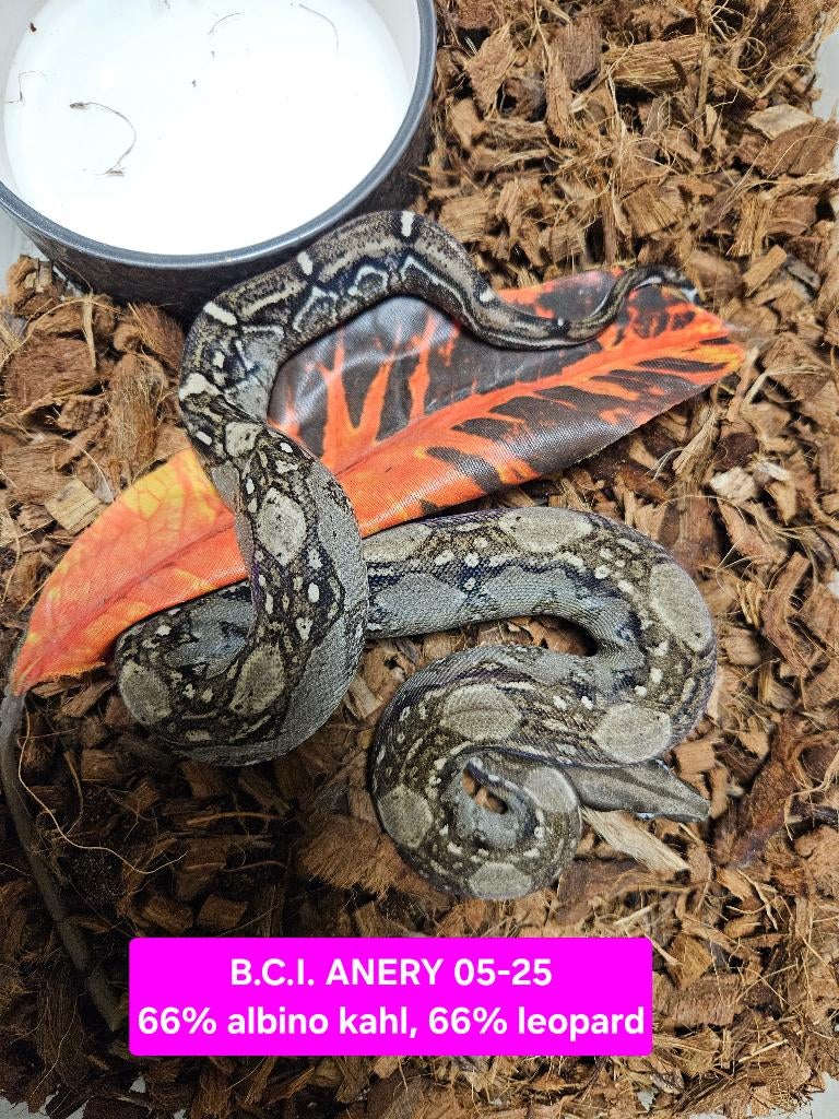 Boa Constrictor Afgodslang, Slang, 0 tot 2 jaar