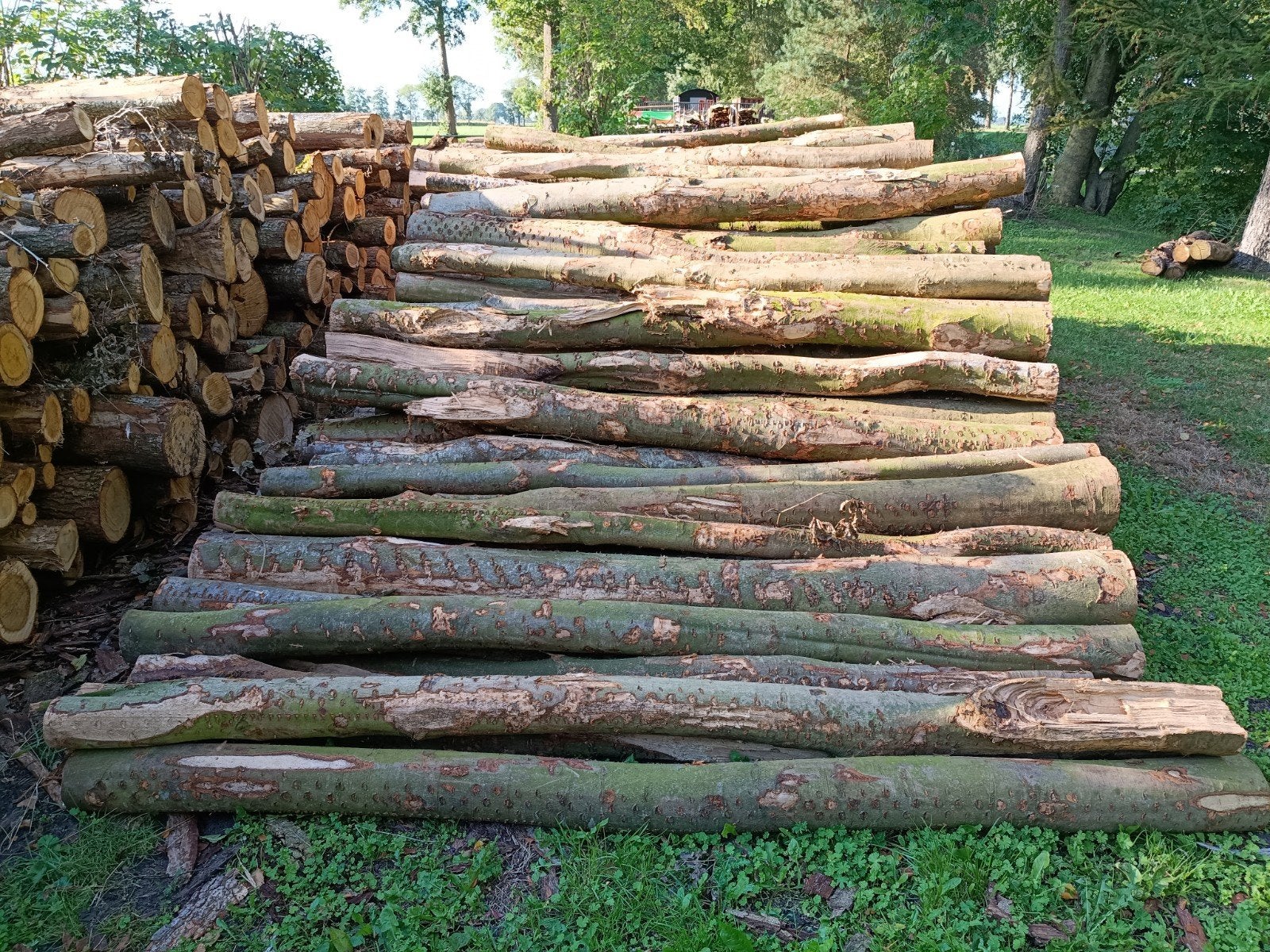 Stamhout beuk, 6 m³ of meer, Ophalen, Beukenhout, Stammen