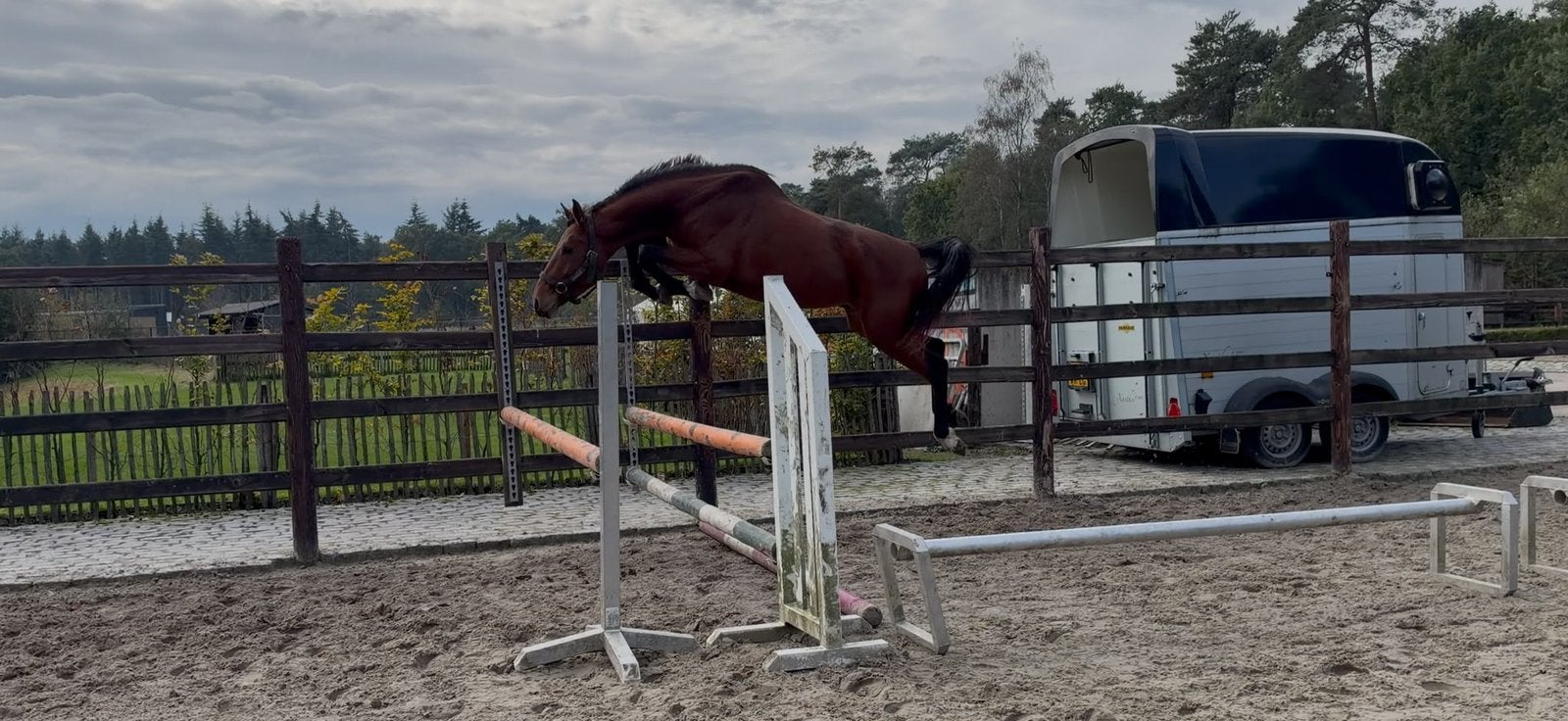 Talentvol 4 jarig springpaard!, Springpaard, Hengst, 3 tot 6 jaar, 160 tot 165 cm