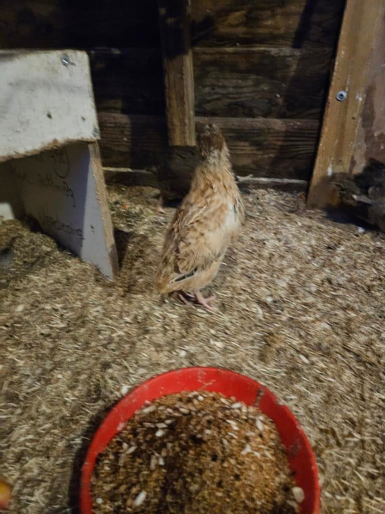2 Japanse kwartel haantjes., Dieren en Toebehoren, Mannelijk, Overige soorten