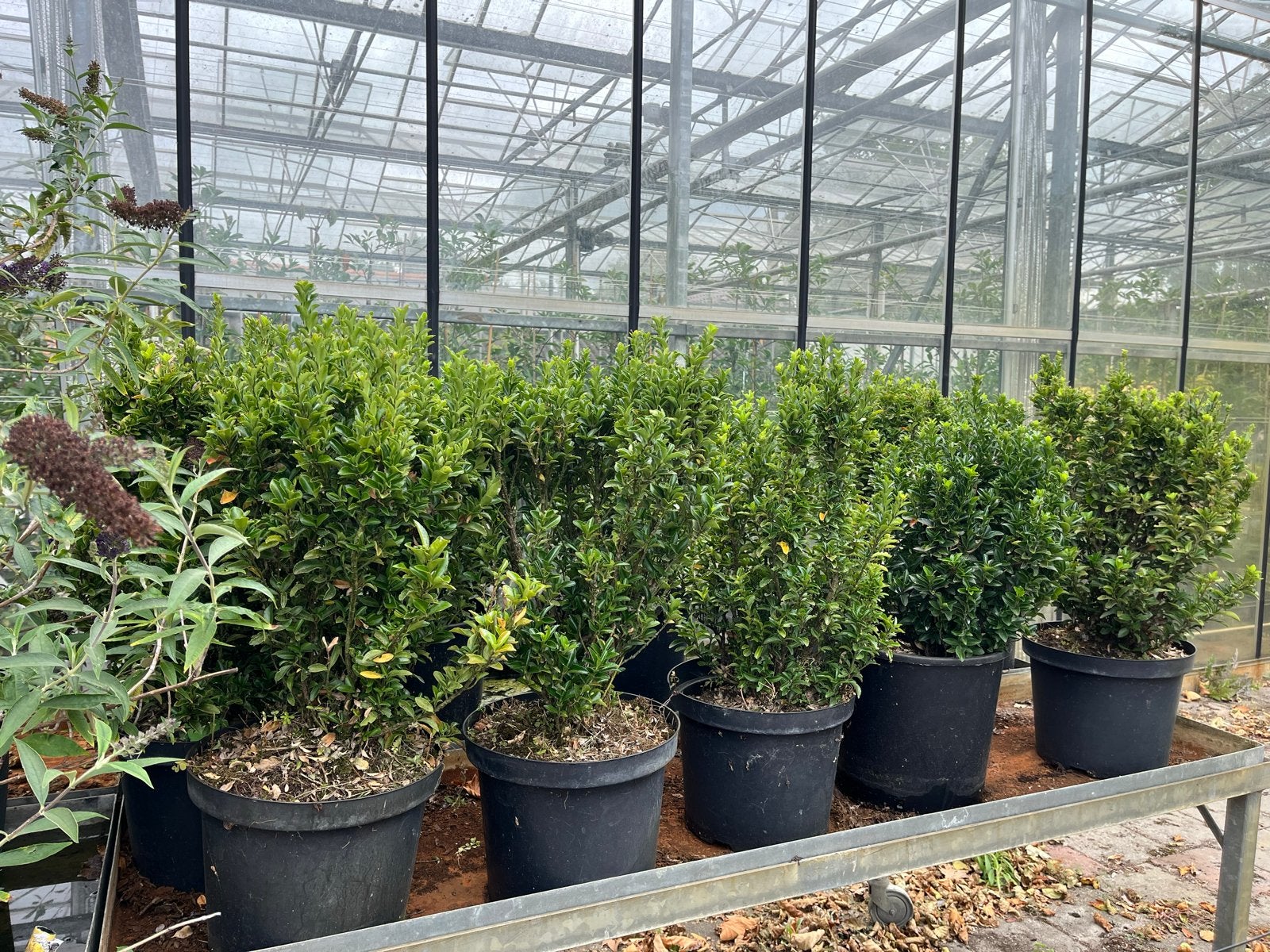 Buxus planten in pot - Ideaal voor haag of vormsnoei, Overige soorten, Vaste plant, Ophalen of Verzenden, Bloeit niet