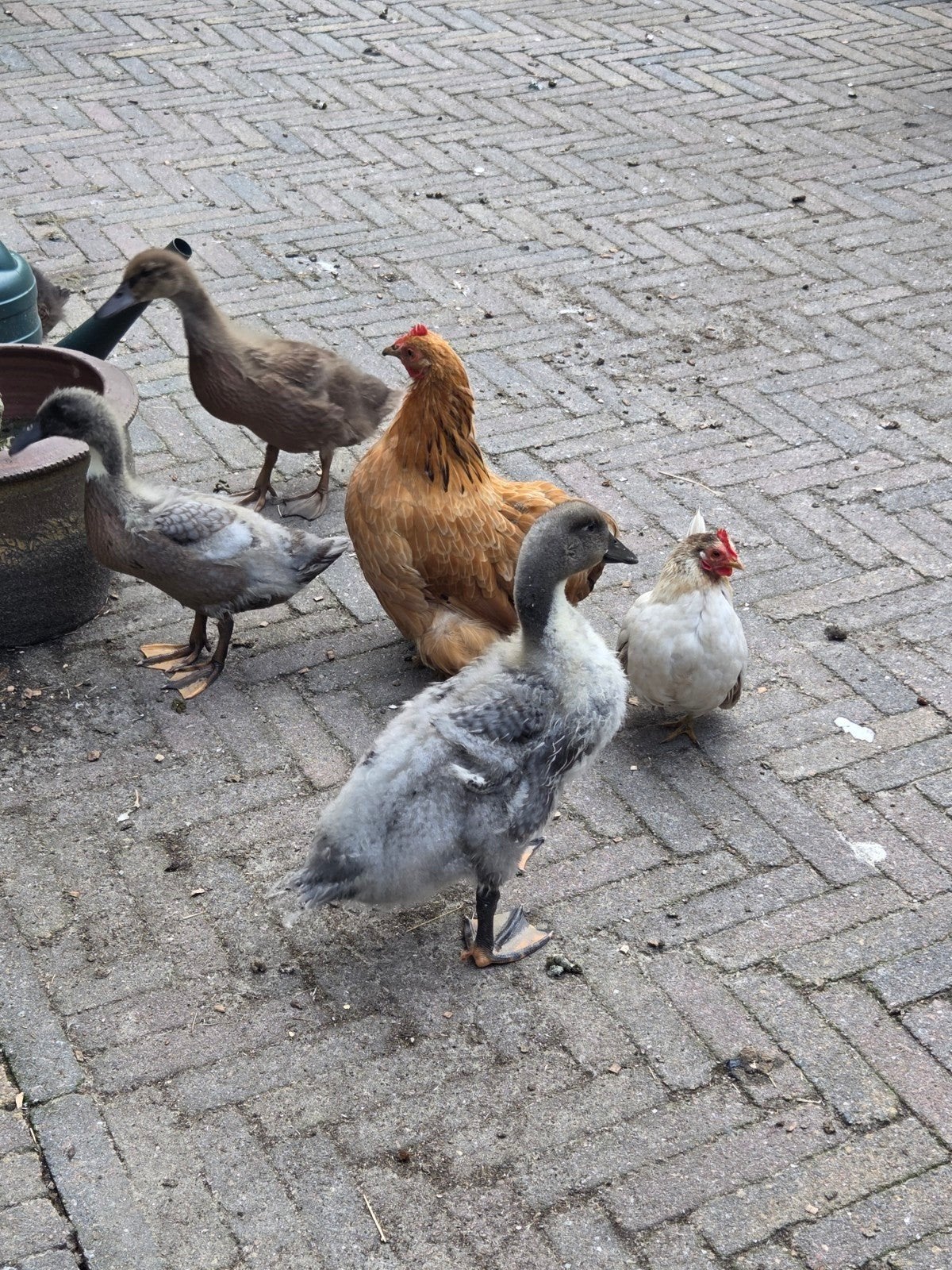 4 eenden, Meerdere dieren, Eend