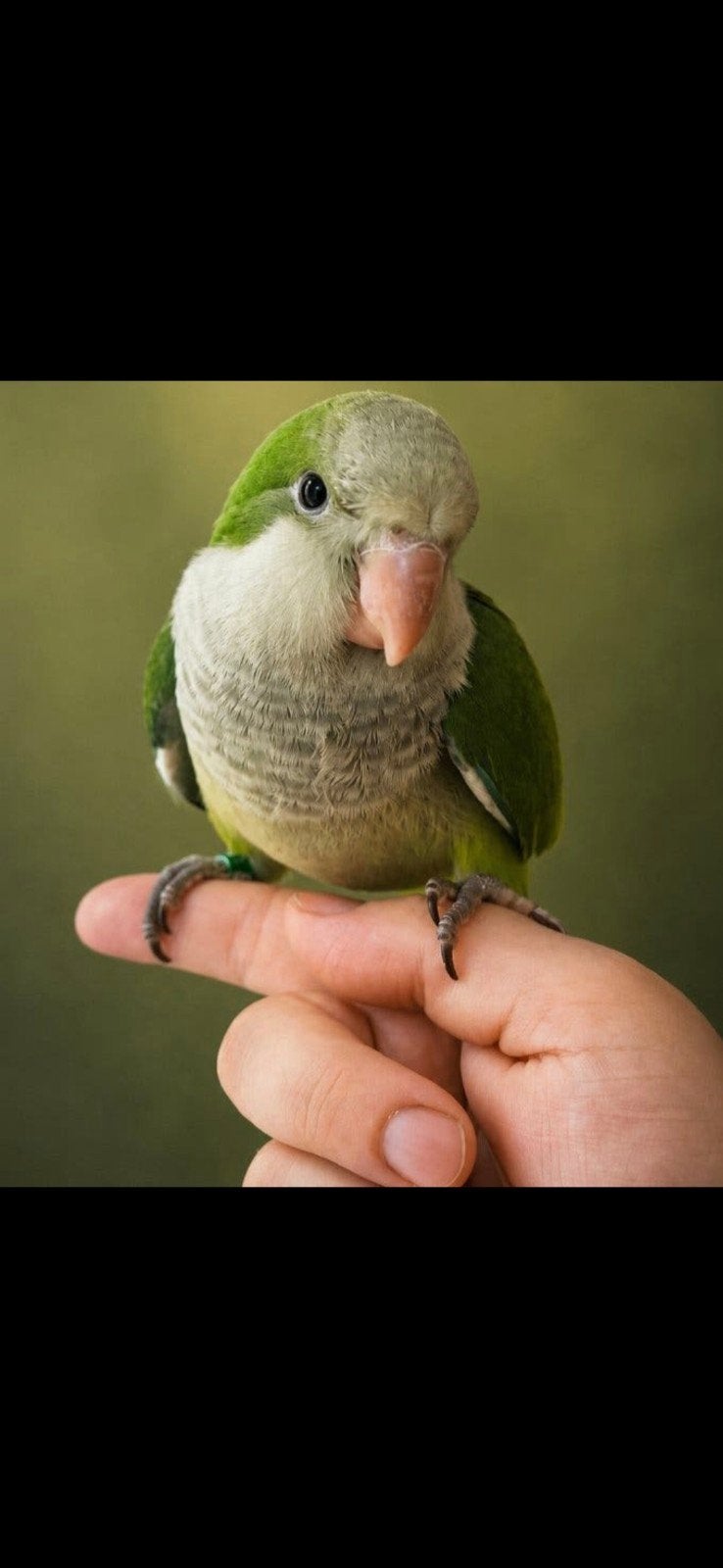 muisparkiet / monkparakeet / quacker parrot, Dieren en Toebehoren, Geslacht onbekend, Papegaai