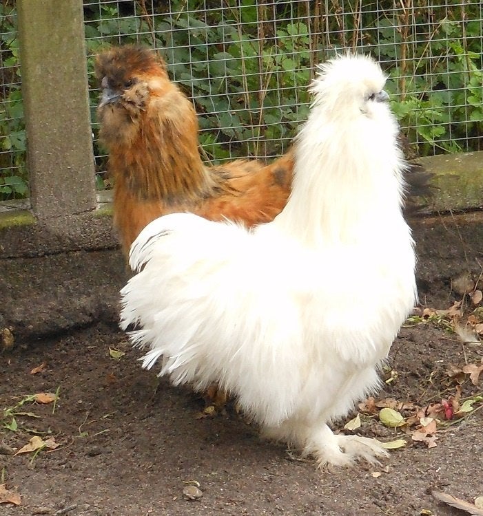 Zijdehoender haan 2 stuks waaronder 1 zuiver witte, Dieren en Toebehoren, Mannelijk, Kip