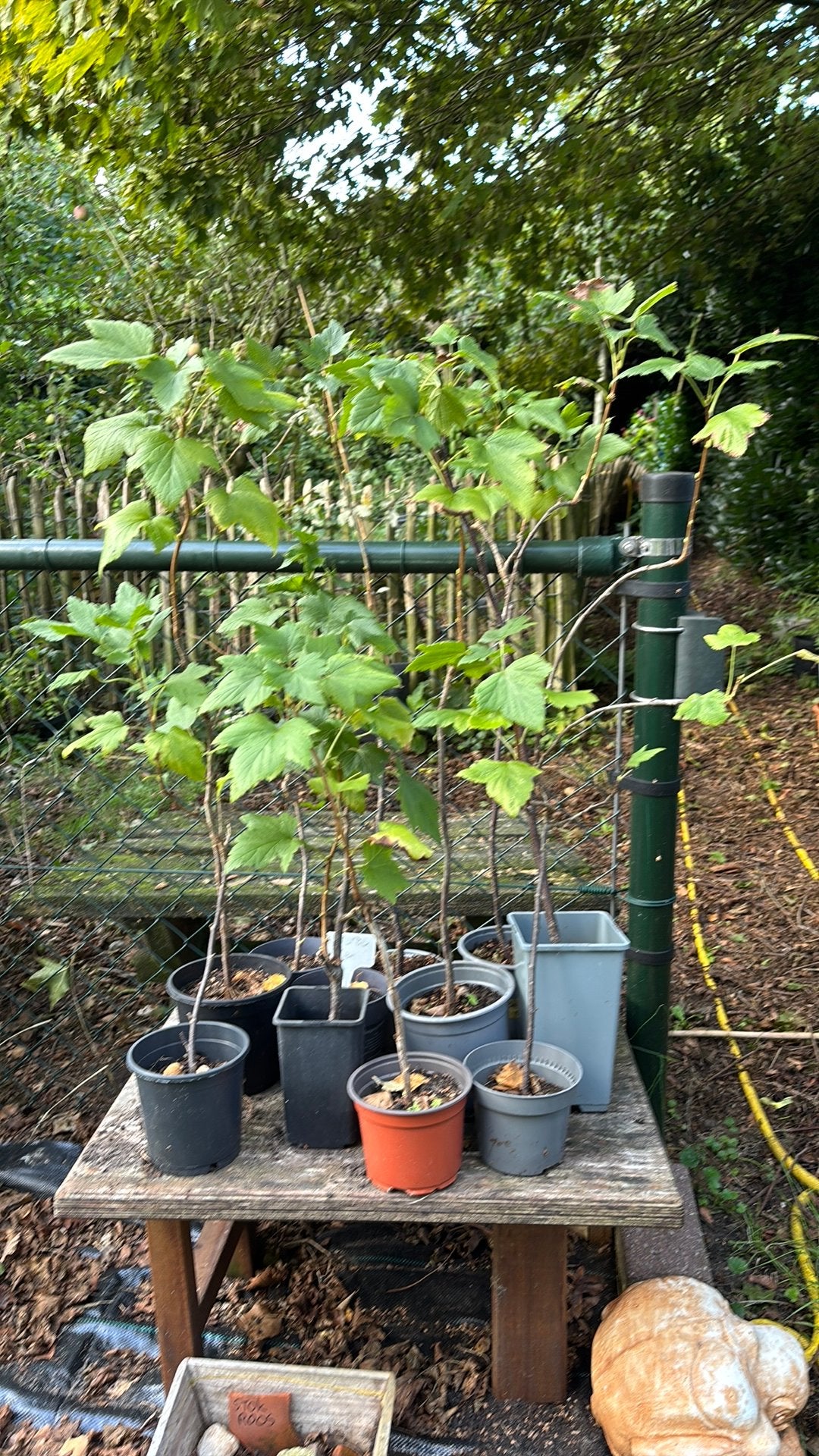 Zwarte bessen struiken- biologisch, Overige soorten, Lente, Minder dan 100 cm, Ophalen
