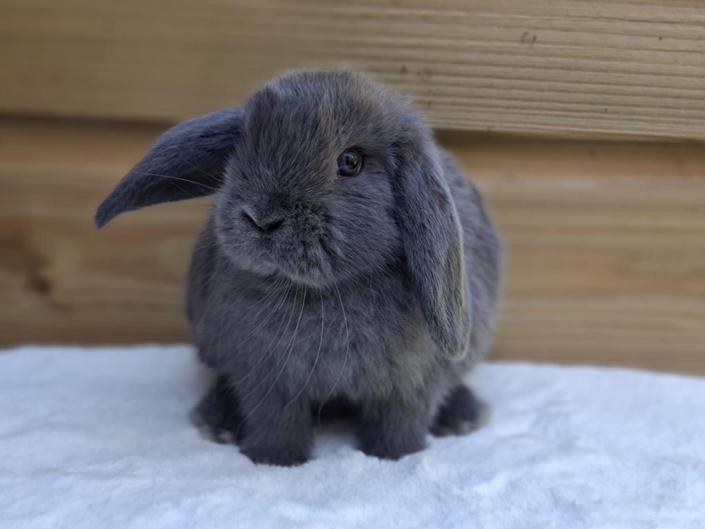 Knappe NHD x minilop konijntjes, Dieren en Toebehoren, Meerdere dieren, Klein, Hangoor, 0 tot 2 jaar