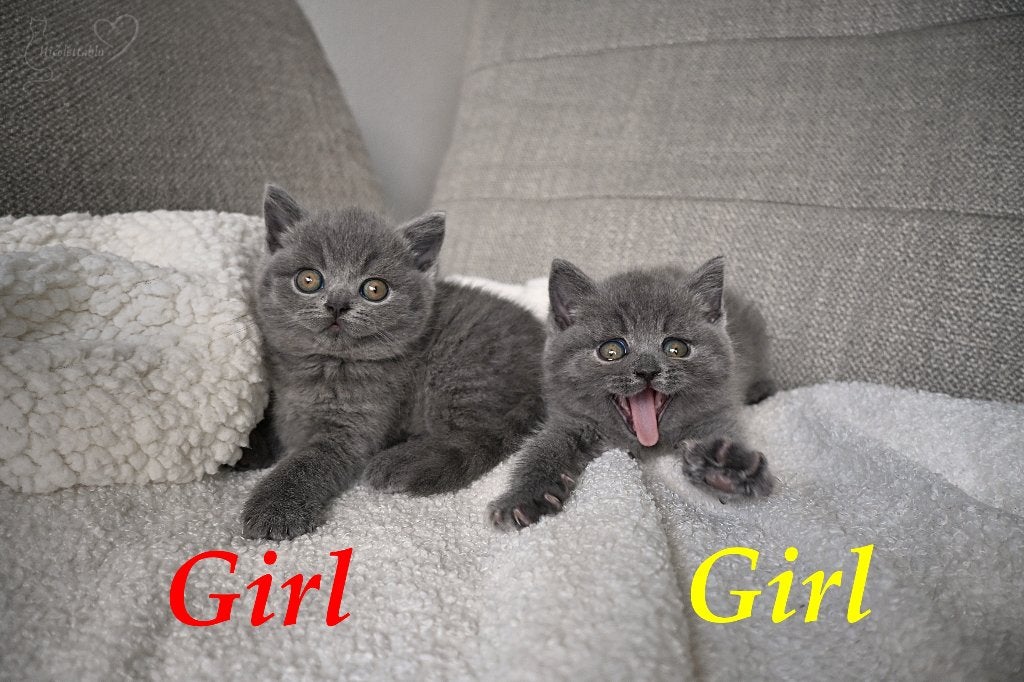 Brits Korthaar-kittens, Dieren en Toebehoren, Poes, Met stamboom, 0 tot 2 jaar