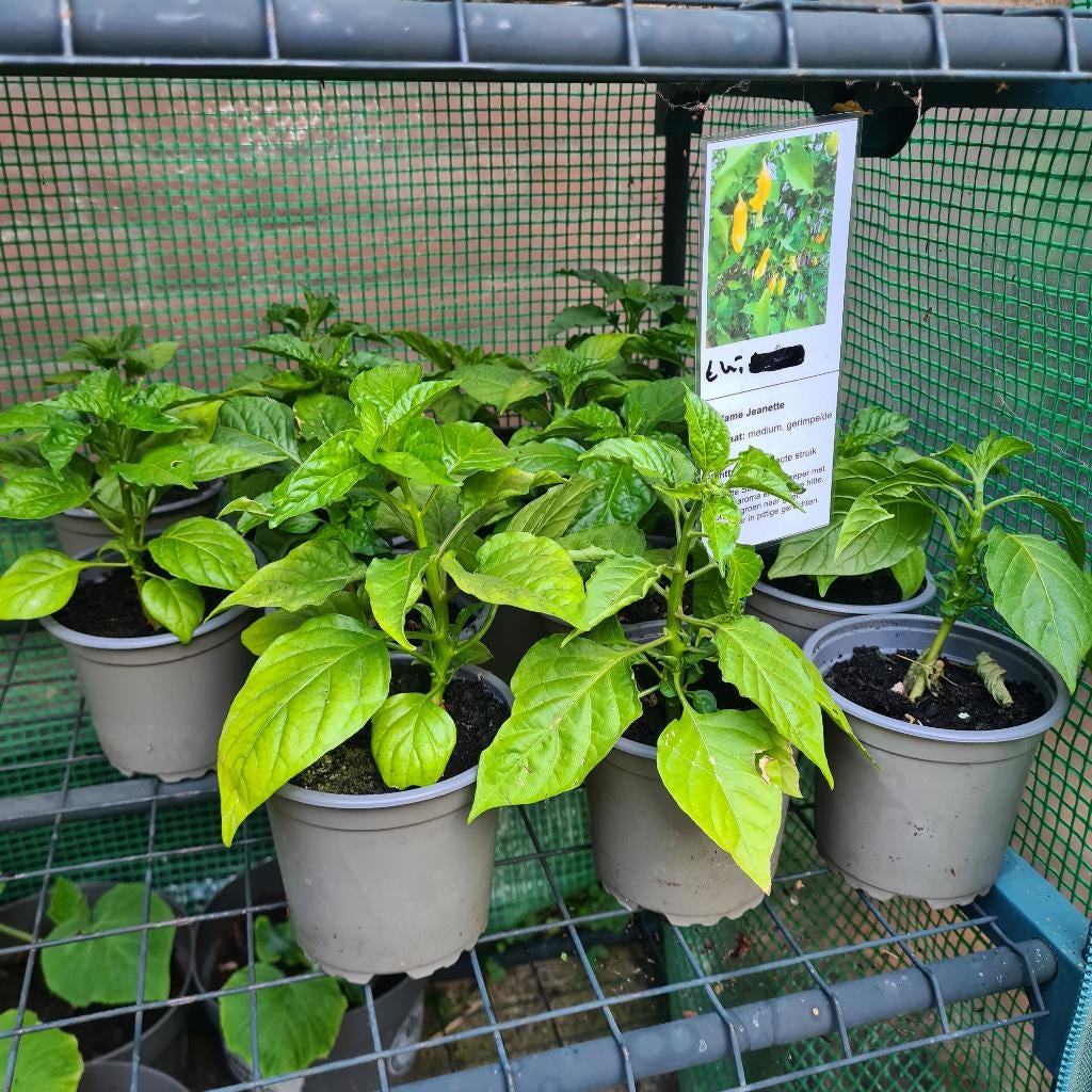 Madame Jeanette planten, Tuin en Terras, Planten | Tuinplanten, Volle zon, Groenteplanten, Eenjarig, Ophalen of Verzenden