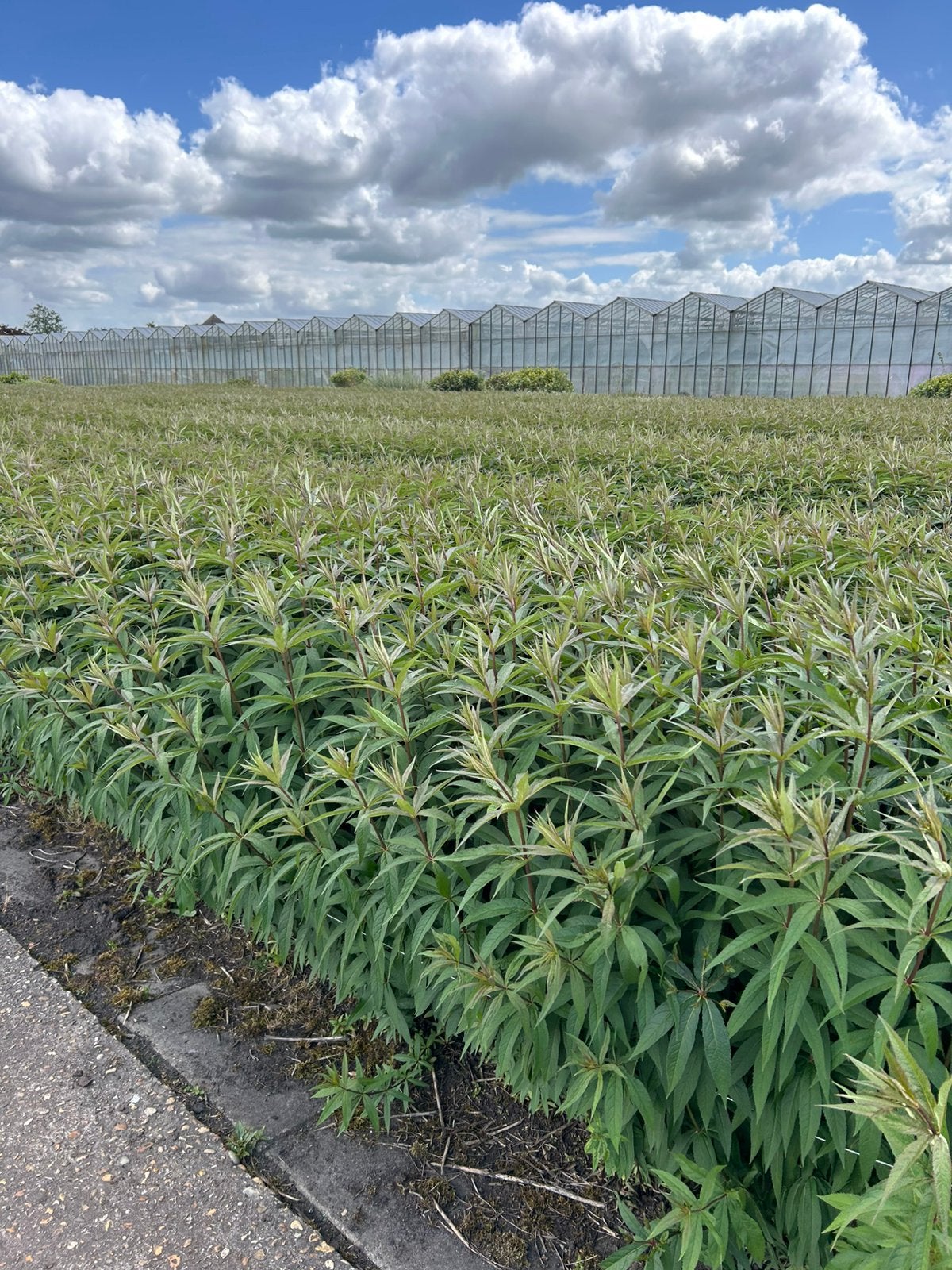 Kom een paar weken in de zomerbloemen werken!!, Vacatures, Vacatures | Vakantiewerk, Overige niveaus, Starter, Overige vormen