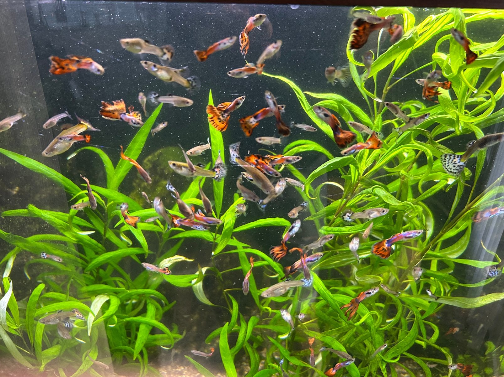 Guppies, Dieren en Toebehoren, Vis
