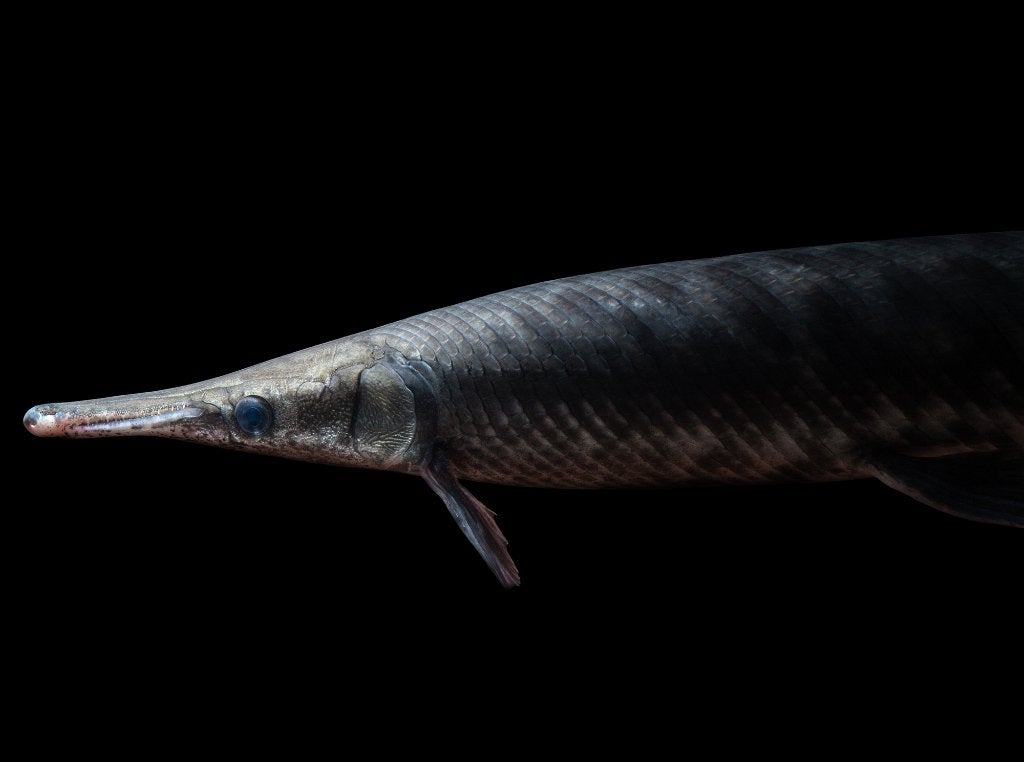 Atractosteus tropicus - Tropical Gar adult, Dieren en Toebehoren, Vissen | Aquariumvissen, Vis, Zoetwatervis